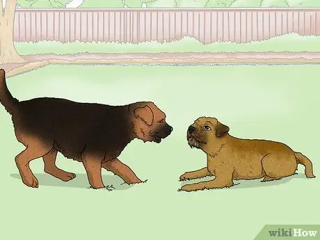 Как определить бордер-терьера Шаг 11