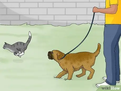 Как определить бордер терьера Шаг 12