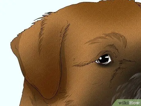 Как определить бордер-терьера Шаг 3