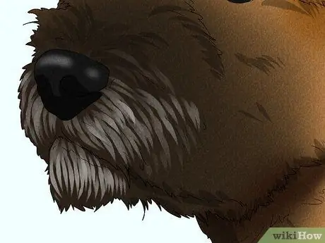 Как определить бордер-терьера Шаг 4