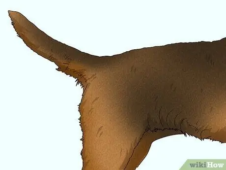 Как определить бордер-терьера Шаг 5