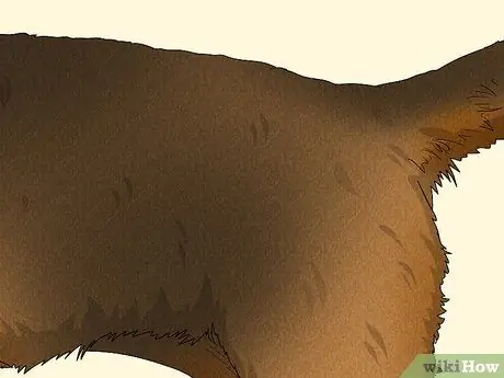 Как определить бордер-терьера Шаг 7