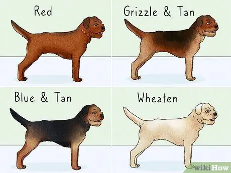 Как определить бордер-терьера Шаг 8