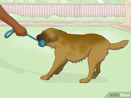 Как определить бордер терьера Шаг 9