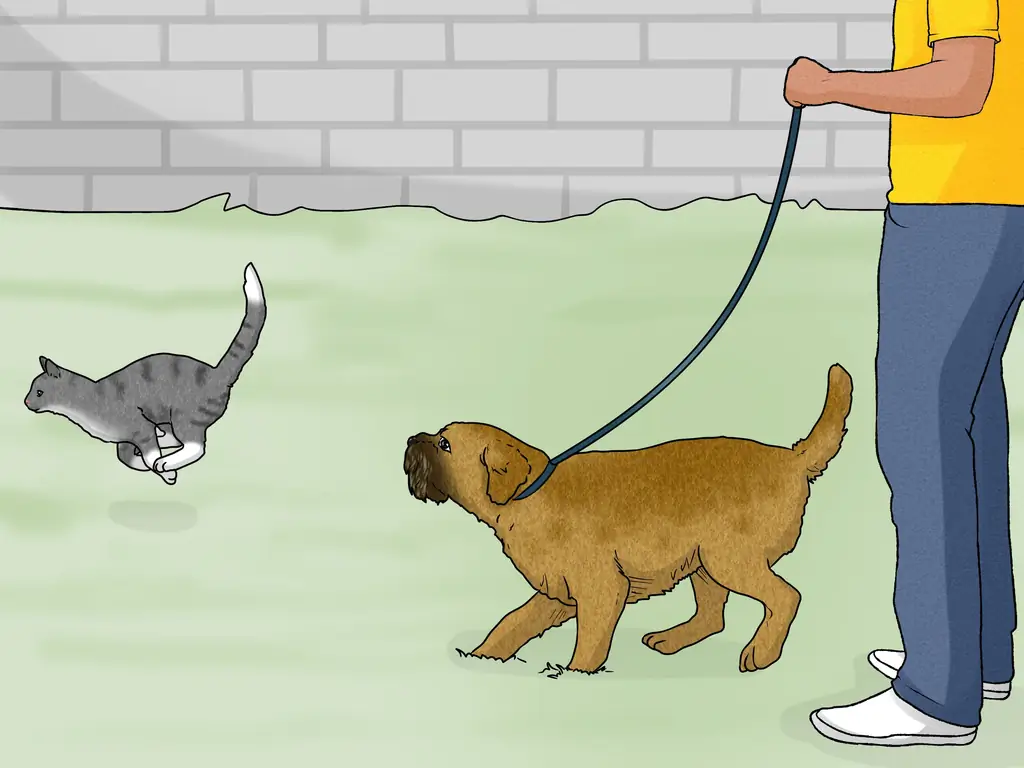 3 способа идентифицировать бордер терьера