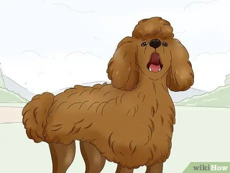 Определить пуделя Шаг 14