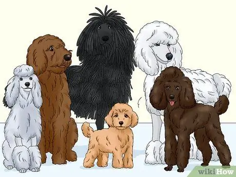 Определить пуделя Шаг 8