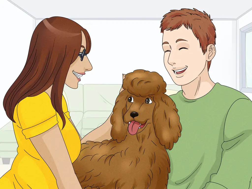 3 способа определить пуделя