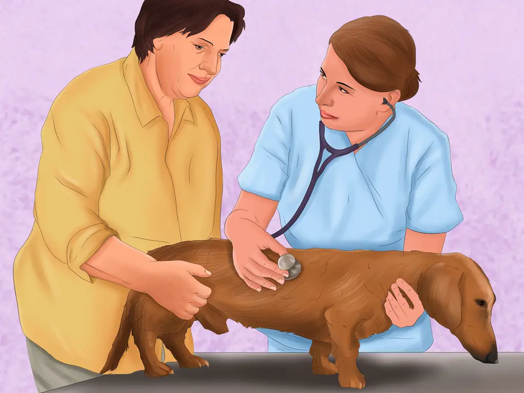 Как сделать дом безопасным для собаки: 14 шагов (с иллюстрациями)