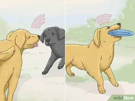 Получите щенка, чтобы он перестал рычать, когда вы берете его на руки Шаг 14