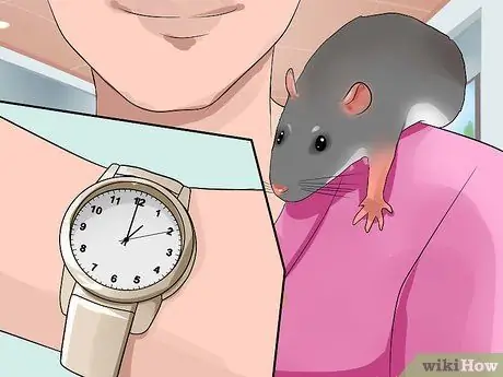 Приучить к плечу домашнюю крысу Шаг 10