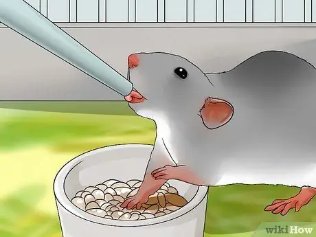 Приучить к плечу домашнюю крысу Шаг 13