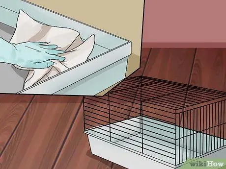 Приучить к плечу домашнюю крысу Шаг 14