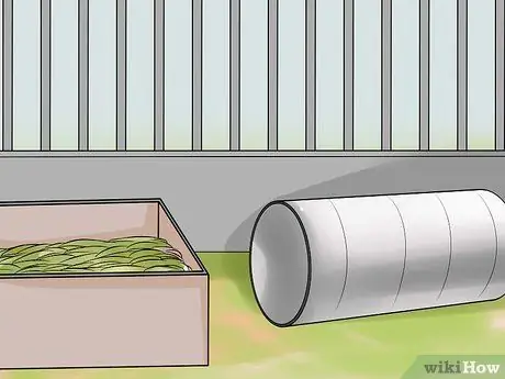 Приучить к плечу домашнюю крысу Шаг 16