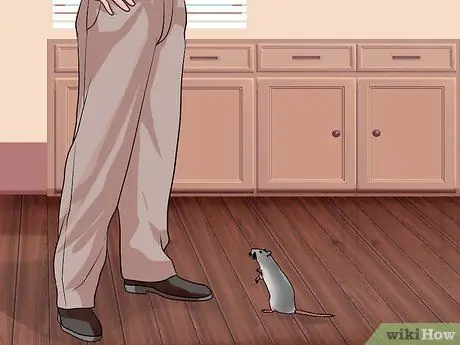 Приучить к плечу домашнюю крысу, шаг 2