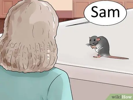 Приучить к плечу домашнюю крысу Шаг 5