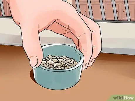 Приучить к плечу домашнюю крысу Шаг 6