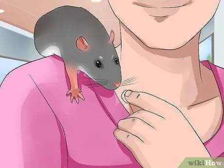 Приручить плечом домашнюю крысу Шаг 9