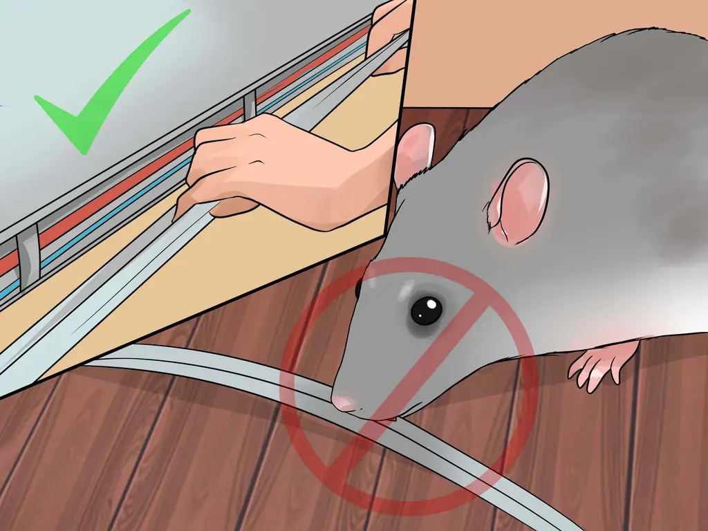 Как приучить к плечу домашнюю крысу (с иллюстрациями)