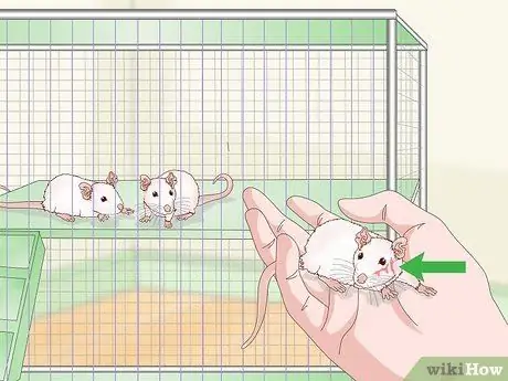 Не позволяйте мышам сражаться, шаг 11