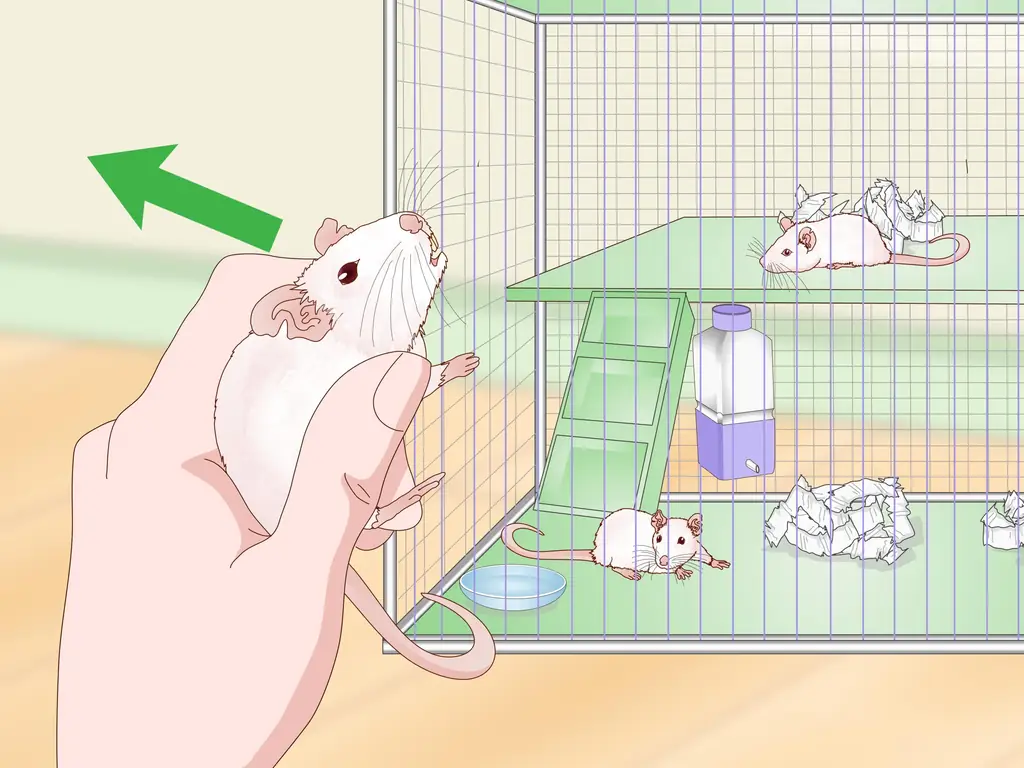 Как остановить драку домашних мышей: 12 шагов (с иллюстрациями)