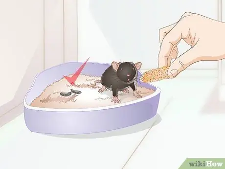 Ящик для мусора приручите крысу, шаг 5