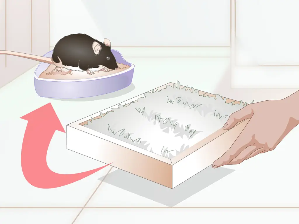 Как приучить крысу к туалету: 11 шагов (с иллюстрациями)