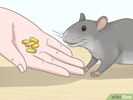 Приучите крысу стоять на задних лапах Шаг 1