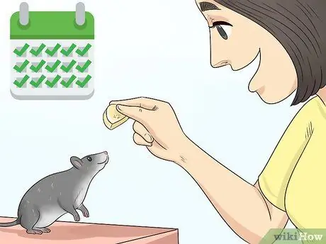 Приучите крысу стоять на задних лапах Шаг 10