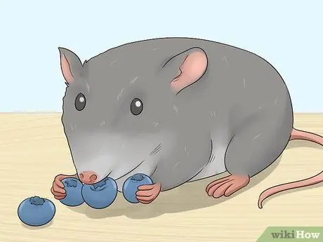 Приучите крысу стоять на задних лапах Шаг 5