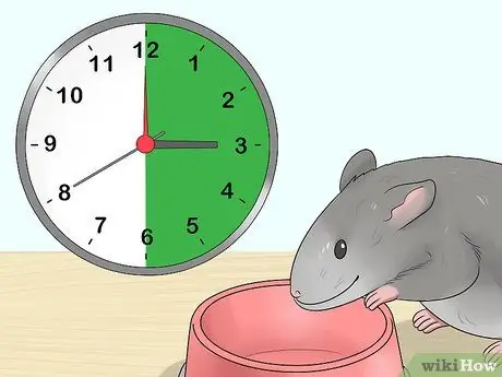 Приучите крысу стоять на задних лапах Шаг 6