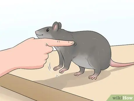 Приучите крысу стоять на задних лапах Шаг 8