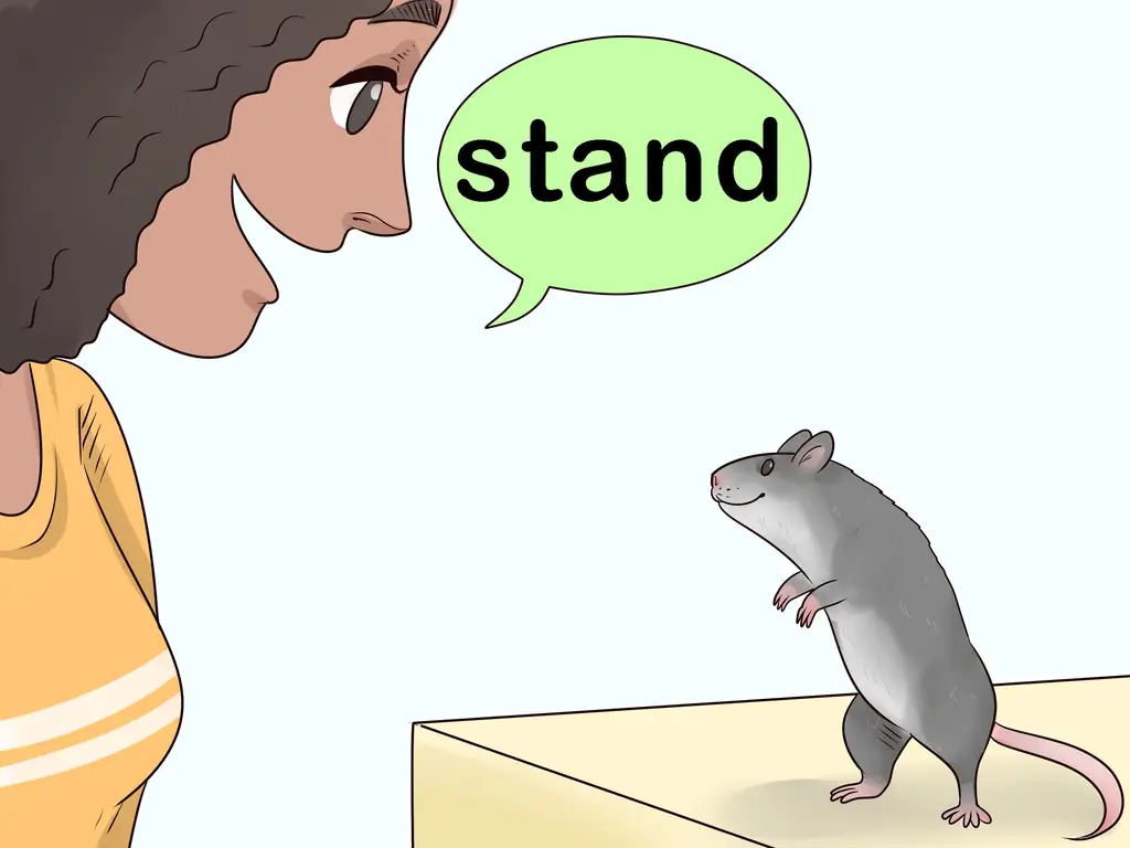 Как приучить крысу стоять на задних лапах: 11 шагов