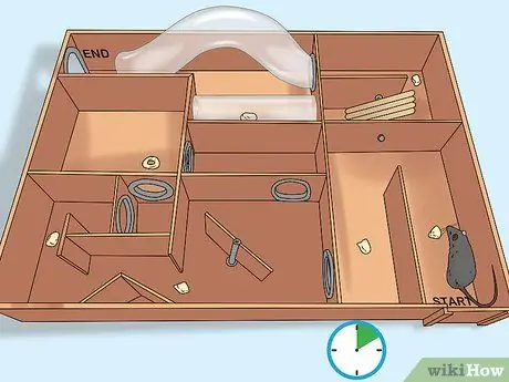 Приучите крысу бегать по лабиринту или полосе препятствий Шаг 5