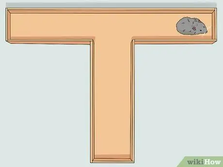 Приучите крысу бегать по лабиринту или полосе препятствий Шаг 8