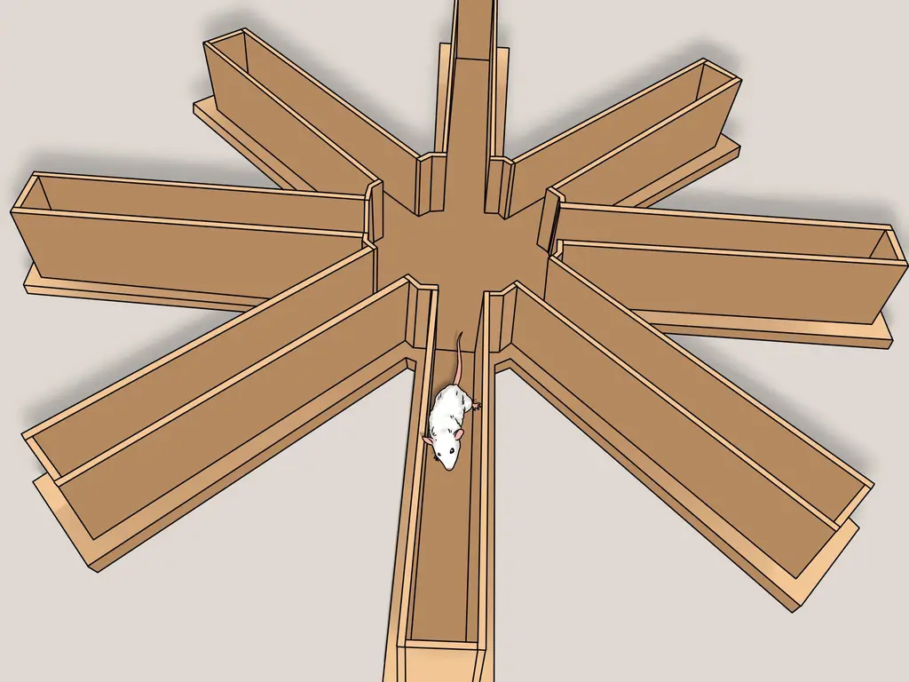 Как приучить крысу бегать по лабиринту или полосе препятствий: 10 шагов