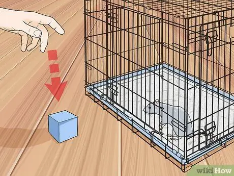 Приучите крысу собирать предметы, шаг 1