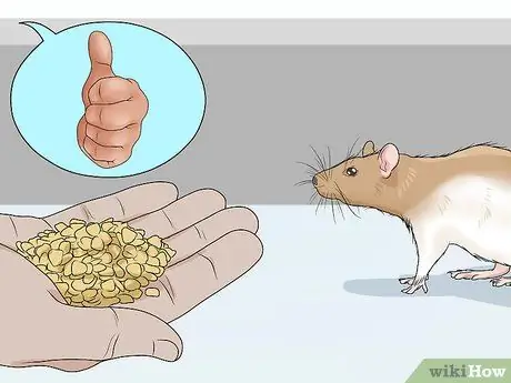 Приучите крысу собирать предметы, шаг 2