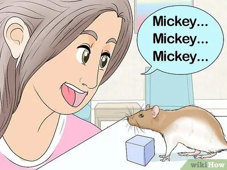 Приучите крысу собирать предметы, шаг 5