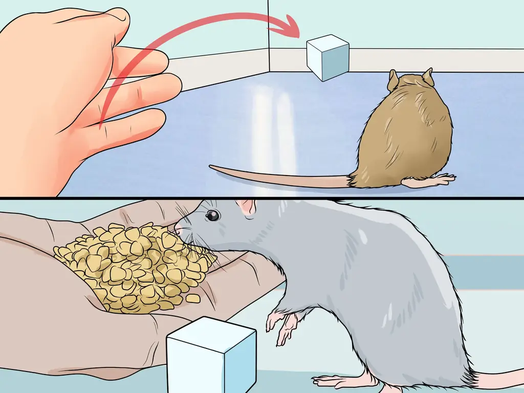 Как приучить крысу извлекать предметы: 7 шагов (с изображениями)