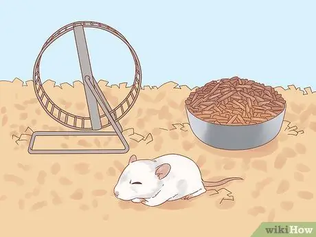 Найдите и вылечите шмеля у крыс Шаг 1