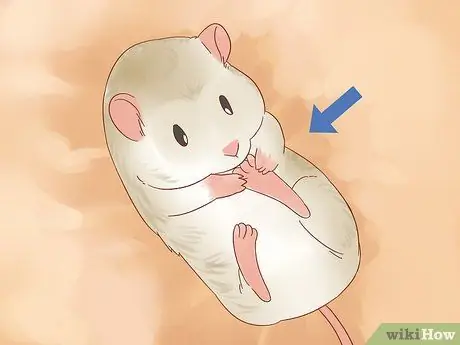 Найдите и вылечите шмеля у крыс Шаг 2