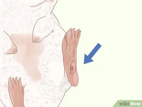 Найдите и вылечите шмеля у крыс Шаг 4