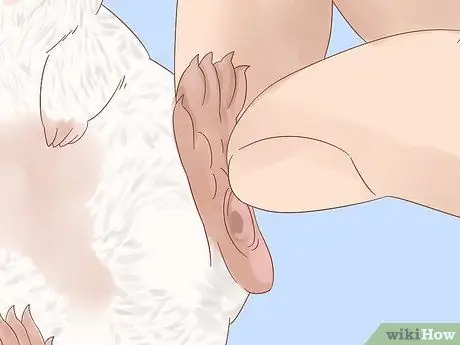 Найдите и лечите шмеля у крыс Шаг 5