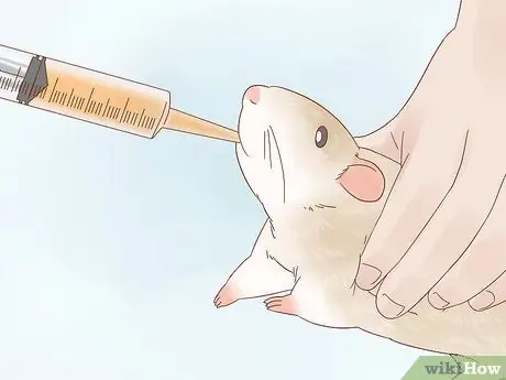 Найдите и лечите шмеля у крыс Шаг 7