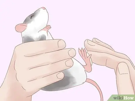 Найдите и лечите шмеля у крыс Шаг 8