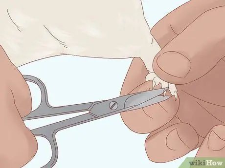 Найдите и лечите шмеля у крыс Шаг 9