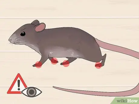 Лечение ушных инфекций у крыс Шаг 1