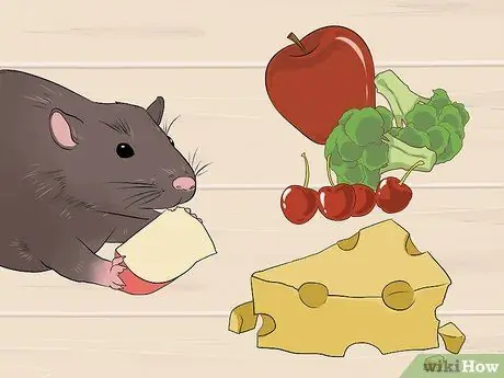 Лечение ушных инфекций у крыс Шаг 13