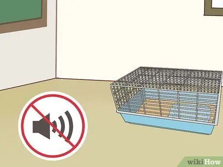 Лечение ушных инфекций у крыс Шаг 16